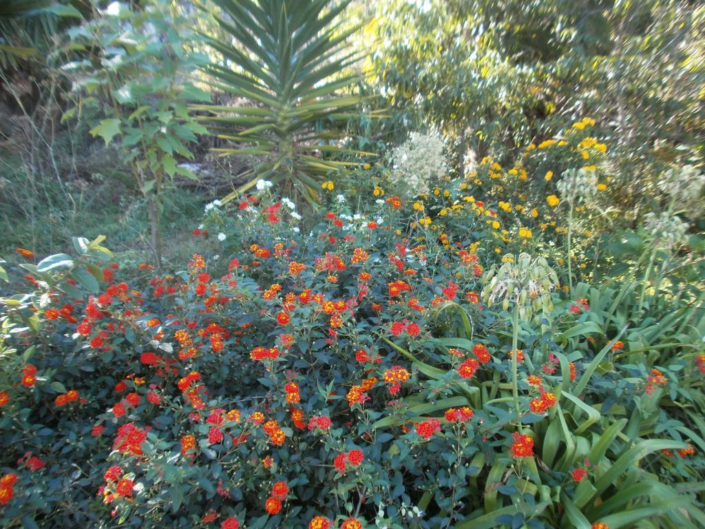 Finca Las Palmeras Icod De Los Vinos Room photo